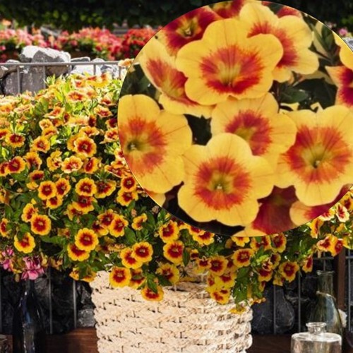 Calibrachoa Calita® Compact 'Orange Red Eye' - Puispetuunia Calita® Compact 'Orange Red Eye'